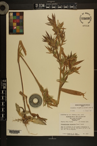 Dichanthelium scoparium image