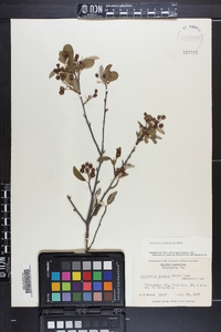 Amelanchier canadensis image