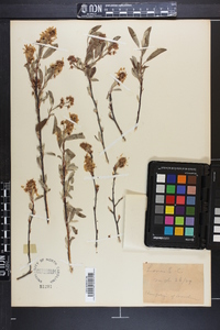 Amelanchier canadensis image