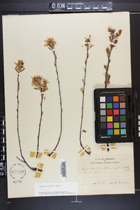 Amelanchier canadensis image