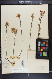 Amelanchier canadensis image