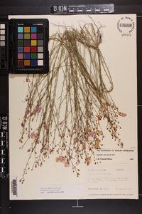 Agalinis obtusifolia image