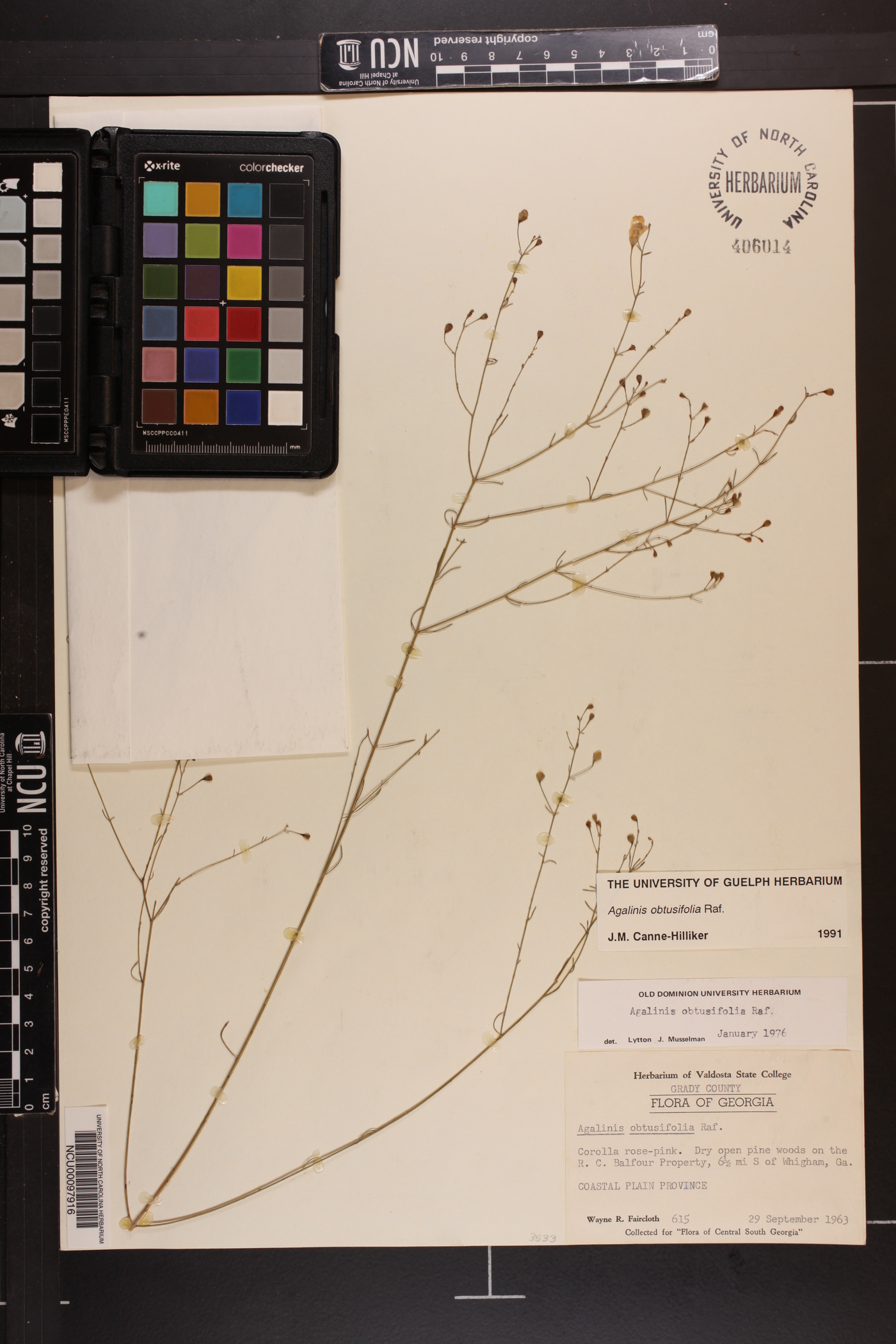 Agalinis obtusifolia image