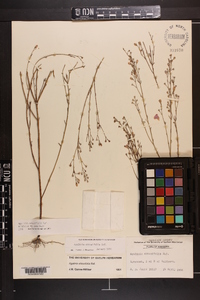 Agalinis obtusifolia image