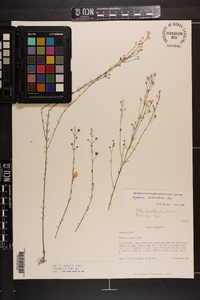 Agalinis obtusifolia image