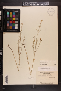 Agalinis obtusifolia image