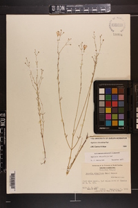 Agalinis obtusifolia image