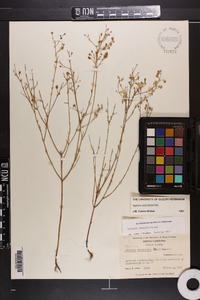 Agalinis obtusifolia image