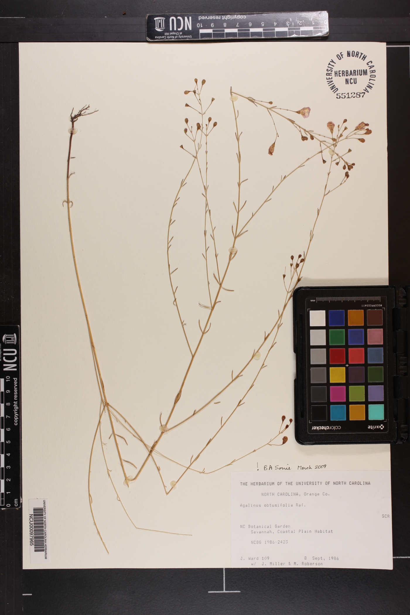 Agalinis obtusifolia image