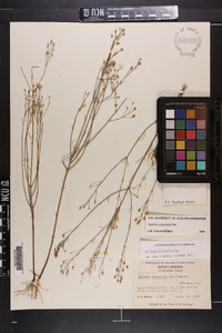 Agalinis obtusifolia image