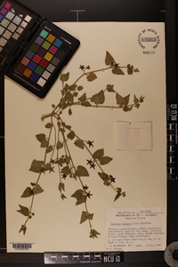 Matelea biflora image