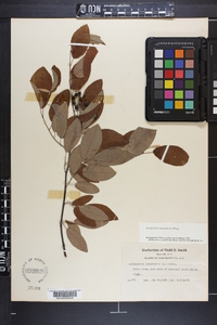 Amelanchier canadensis image