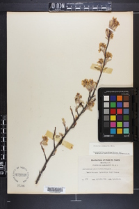 Amelanchier humilis image