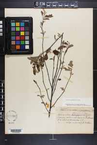 Amelanchier obovalis image