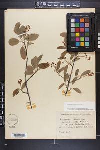 Amelanchier obovalis image