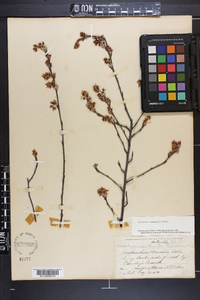 Amelanchier obovalis image