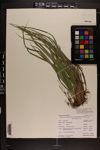 Carex scabrata image