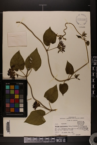 Matelea decipiens image