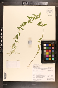 Linum medium var. texanum image