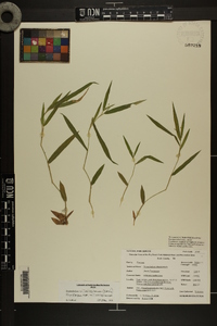 Dichanthelium villosissimum var. villosissimum image