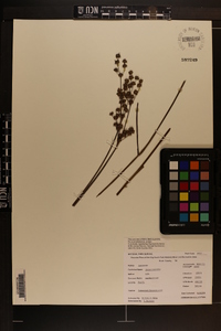 Juncus scirpoides image