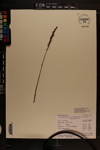 Spiranthes lacera image