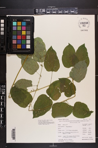 Smilax herbacea image