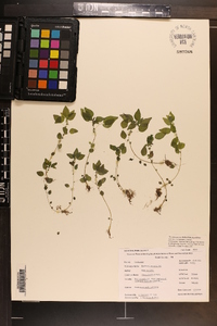 Parietaria pensylvanica image