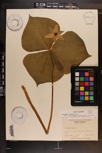 Trillium erectum image