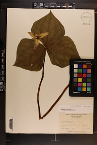 Trillium erectum image