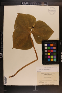 Trillium erectum image