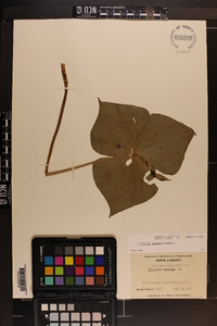 Trillium erectum image