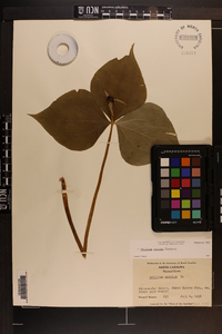 Trillium erectum image