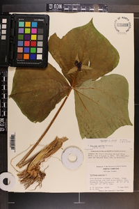 Trillium erectum image