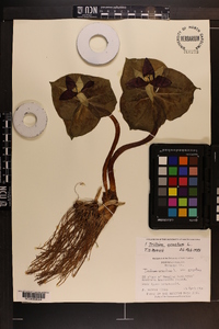 Trillium erectum image