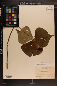 Trillium erectum image