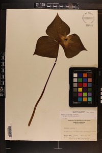 Trillium erectum image