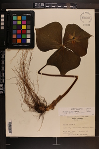 Trillium erectum image