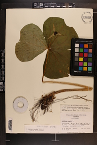 Trillium erectum image