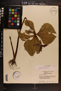 Trillium erectum image