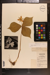 Trillium flexipes image