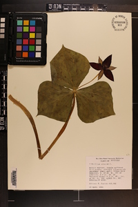 Trillium erectum image