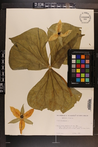 Trillium erectum image