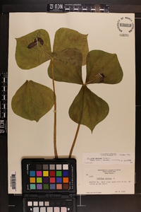 Trillium erectum image