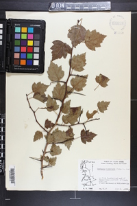 Crataegus flabellata image