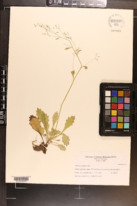 Micranthes petiolaris image
