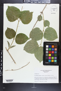 Philadelphus pubescens var. intectus image