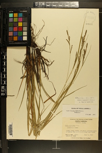 Carex roanensis image