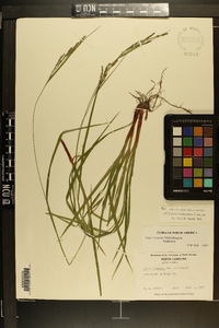 Carex roanensis image