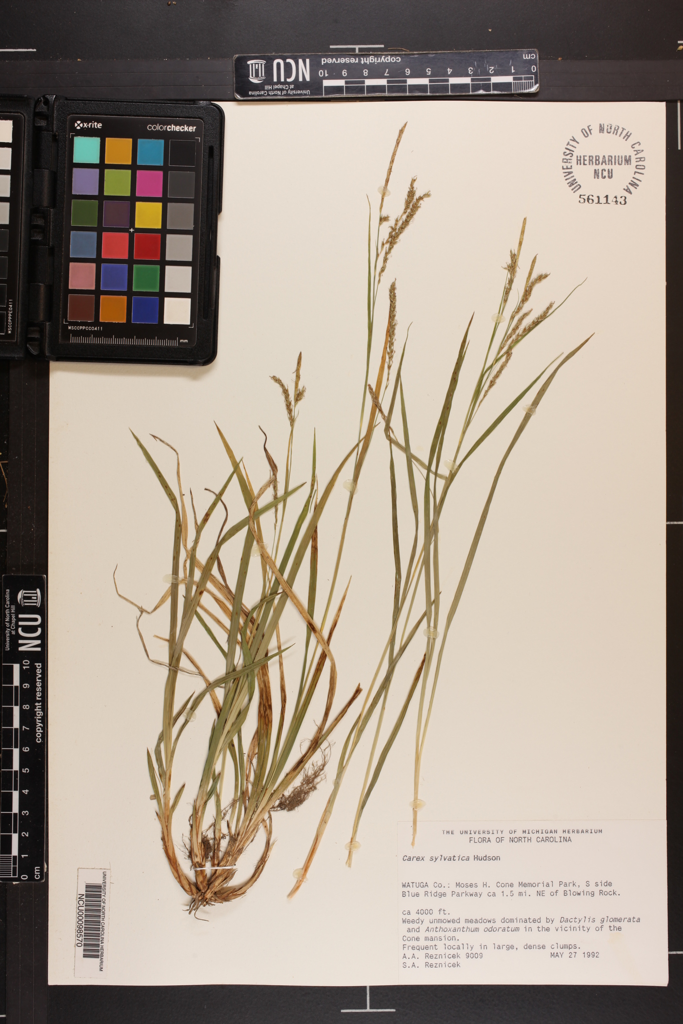 Carex sylvatica image